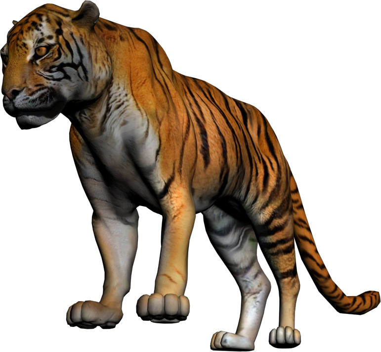 Amur Tiger